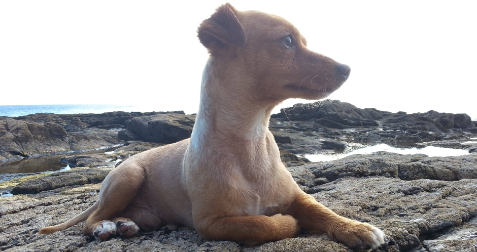 Pichu posa estiloso en las rocas de su playa galdense de La Punta.